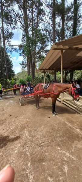 Bicho Mania 2022